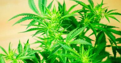 Burns & Wilcox Brings New Cannabis Programs to Market