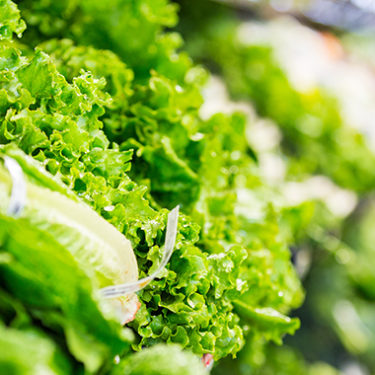 43 People in 12 States Sickened by E. Coli Outbreak