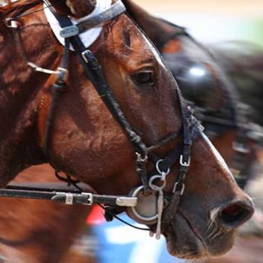 Complex Commercial Bloodstock Policies Require an Expert’s Touch
