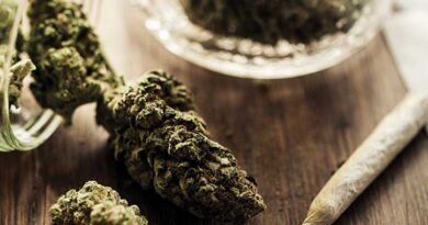 Cannabis Insurance: Producers and Carriers Adapt to Prolonged Legal Limbo
