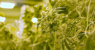 Burns & Wilcox Expands Cannabis Business