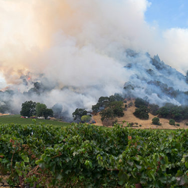 17 Wineries Scorched, Hundreds Threatened by Raging Napa Valley Wildfire