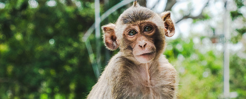 Missing Lab Monkeys Found After Escaping Trailer Crash in Pennsylvania