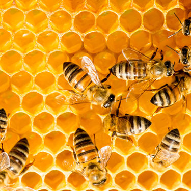 Millions of Honeybees Killed in Delta Shipping Disaster