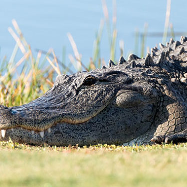 Back-to-back Alligator Attacks at Florida Establishments Cause Alarm