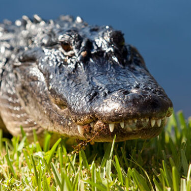 Alligator Attack Leads to Lawsuit Against Housing Complex