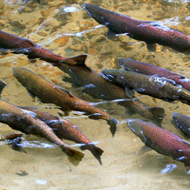 77,000 Salmon Accidentally Released Into Creek After Fish Tanker Truck Overturns