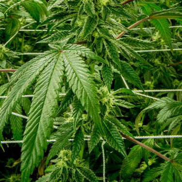 Ask the Expert Q&A: Cannabis Insurance