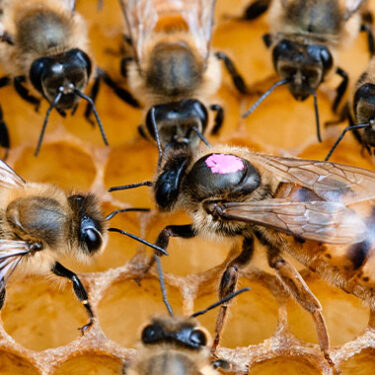 14 Million Honeybees Escape Following Semi-Truck Accident