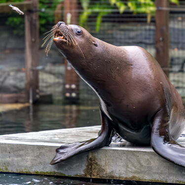 $19M Sea Lion Habitat at Center of Design and Construction Lawsuit